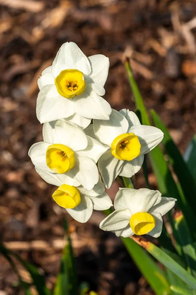 Påsklilja Avalanche Narcissus Vårblommande Lökväxt Med Vit Gul Vårblomma Stock — Stockfoto