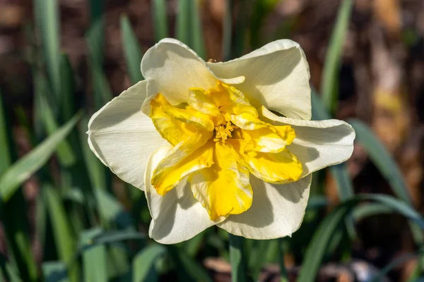 Daffodil Lemon Beauty Нарцис Весняна Квітуча Рослина Білою Жовтою Весняною — стокове фото