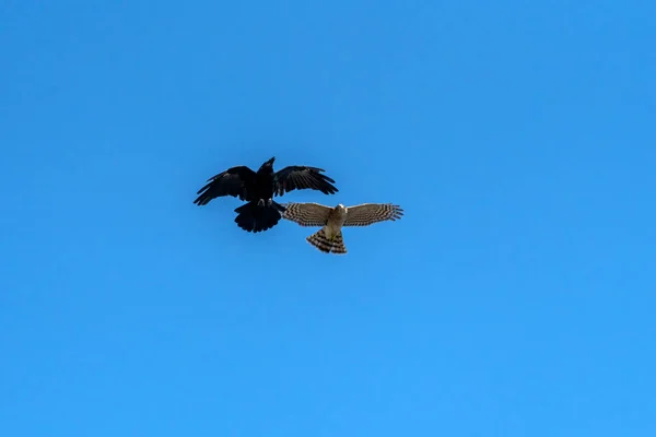 Sparrowhawk Accipiter Nisus Een Vogel Van Prooi Raptor Vlucht Aanvallen — Stockfoto