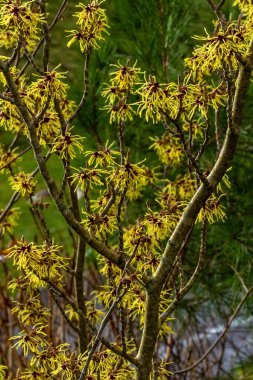 Hamamelis x Intermedia 'Ay Işığı' (cadı fındığı) bir kış bahar çiçekli ağaç çalı bitkisi. Baharın son derece güzel kokulu sarı çiçekleri ve çiçek açtığında yaprakları yok.                               