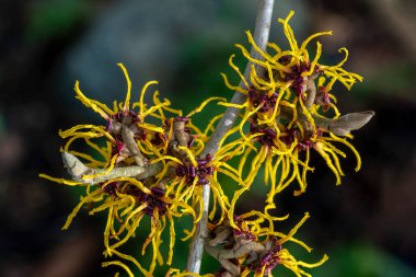 Hamamelis Mollis (cadı fındığı) bir kış baharı çiçekli ağaç çalısı. Baharın son derece güzel kokulu sarı çiçekleri ve çiçek açtığında yaprakları yok.                               