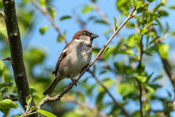 Hedge Sparrow Dunnock Prunella Modularis Bird Perched Tree Branch Which — Photo