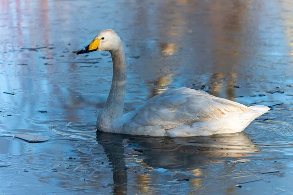 Whooper Swan Cygnus Cygnus Large White Common Waterfowl Bird Species — Foto Stock