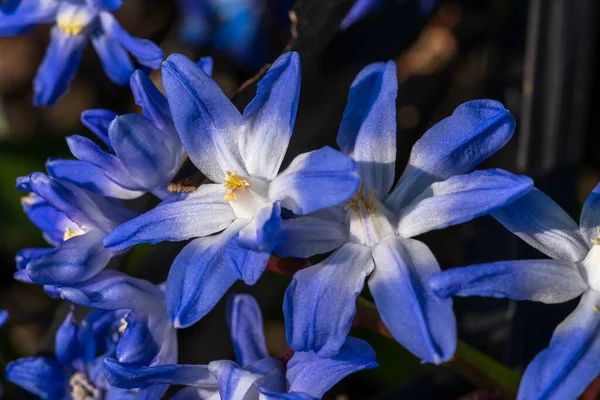 Glory Snow Chionodoxa Luciliae Зимнее Весеннее Цветущее Растение Голубым Белым — стоковое фото