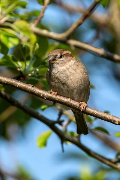 Häcksparv Eller Dunnock Prunella Modularis Fågel Sittande Trädgren Som Vanlig — Stockfoto