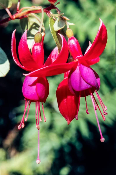 Fuchsia Herald Perennial Hardy Autumn Summer Flowering Shrub Plant Red — Foto Stock