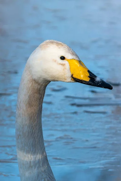 Whooper Swan Cygnus Cygnus Neck Which Large White Common Waterfowl — стоковое фото