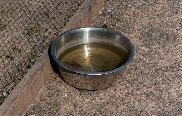 Ciotola Cani Metallo Inox Con Acqua Raffreddare Tuo Cane Una — Foto Stock