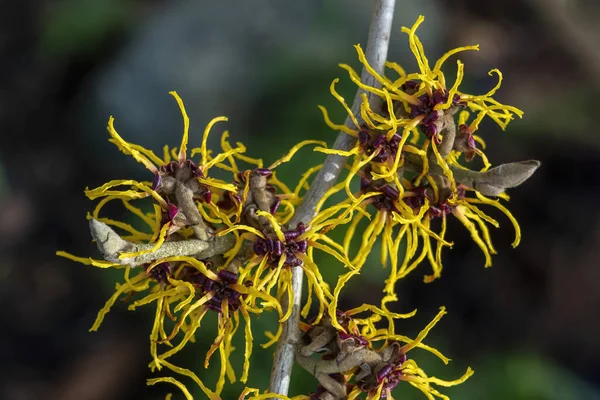 Hamamelis Mollis Witch Hazel Winter Spring Flowering Tree Shrub Plant — Stock Photo, Image