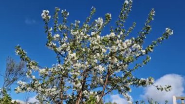 Kiraz ağacı 'Morello' (Prunus cerasus) bahar mevsiminde koyu kırmızı meyveli beyaz çiçek açan bir çiçek bitkisi, stok video klibi