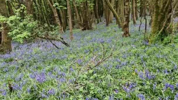 Wood Spring Bluebell Flowers Hyacinthoides Non Scripta Ambientato Antico Paesaggio — Video Stock