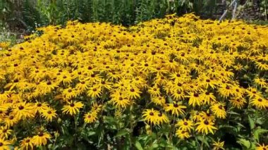 Rudbeckia Fulgida var sullivantii 'Goldsturm' (Altın Çicek Çiçeği) Sarı bir yaz çiçeği ile yaygın olarak bilinen adıyla Siyah Gözlü Susan veya Coneflower, video klibi