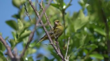 Greenfinch (Chloris chloris), Birleşik Krallık ve Avrupa 'da yaygın olarak bulunan küçük bir bahçe bülbülü olan bir ağaç dalına tünemiş Avrasyalı bir kuşun portre görüntüsü.