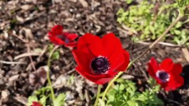 Anemone coronaria 'Hollandia' kırmızı bahar çiçekli bir bahar çiçeği, video klibi