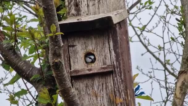 Blue Tit Cyanistes Caeruleus Leave Bird Nest Box Which Common — Vídeos de Stock