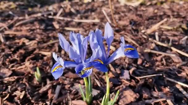 Iris Reticulata Alida Весняна Зимова Бурхлива Квіткова Рослина Блакитною Жовтою — стокове відео