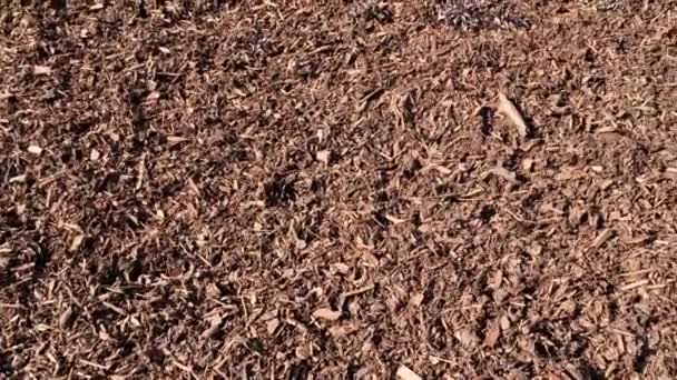 Wood Chip Bark Chippings Having Been Shredded Use Garden Mulch — Vídeo de stock