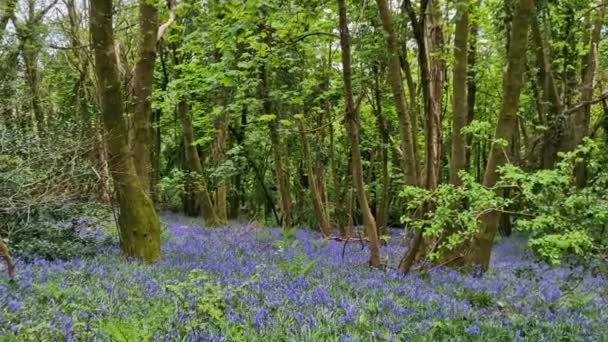 今年四月 英国一个古老的乡村森林野花景观中 生长着春天的蓝铃花 无脚本的土拨鼠 — 图库视频影像