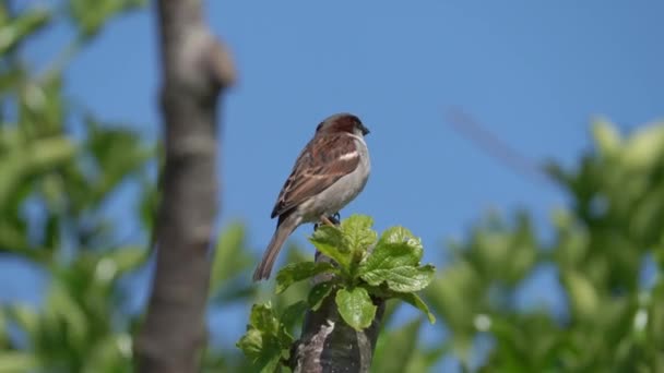 Häcksparv Eller Dunnock Prunella Modularis Fågel Sittande Trädgren Som Vanlig — Stockvideo