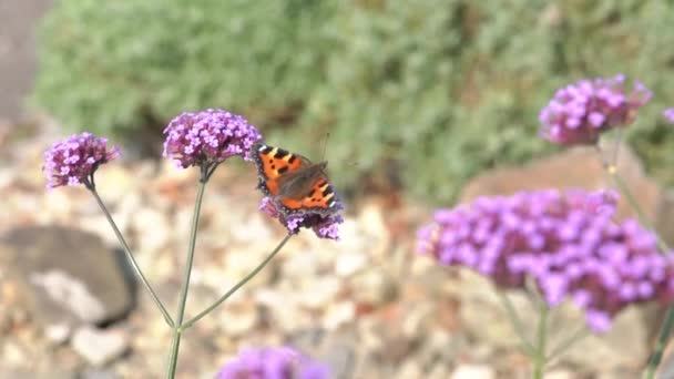 Mariposa Tortuga Aglais Urticae Alimentándose Una Planta Flores Verbena Bonariensis — Vídeos de Stock