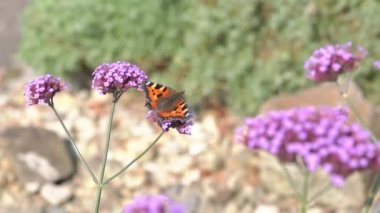 Kaplumbağa kabuğu kelebeği (Aglais urticae) mor bir verbena bonariensis çiçeği bitkisiyle beslenirken uçmadan önce kanatları açılır, makro kapanış, video klipleri depolanır
