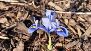 Iris reticulata 'Alida', Şubat ayında mavi ve sarı bahar çiçekli bir bahar soğanı çiçeği, video klibi