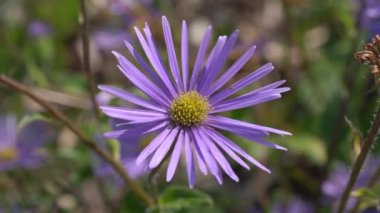 Aster peduncularis, Michaelmas papatyası olarak da bilinen, mor mavi bir yaz bitkisidir.