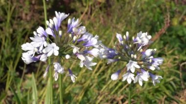 Agapanthus africanus 'Twister' a summer flowering plant with blue white springtime flower commonly known as African lily, stock video footage clip
