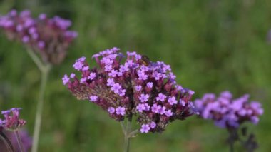 Honey bee collecting pollen on a purple verbena bonariensis flower plant they are used for pollination and are also known as honeybee, macro close up, stock video footage clip