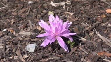 Colchicum Autumnale 'Waterlily' sonbahar sonbaharı çiçek soğanı, Crocus olarak da bilinir, stok video klibi 
