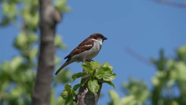 Żywopłot Wróbel Lub Dunnock Prunella Modularis Ptak Usiadł Gałęzi Drzewa — Wideo stockowe