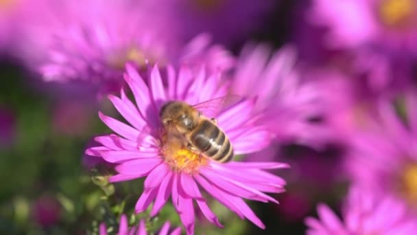 Aster Novi Belgii Dandy Uma Magenta Rosa Herbácea Verão Outono — Vídeo de Stock