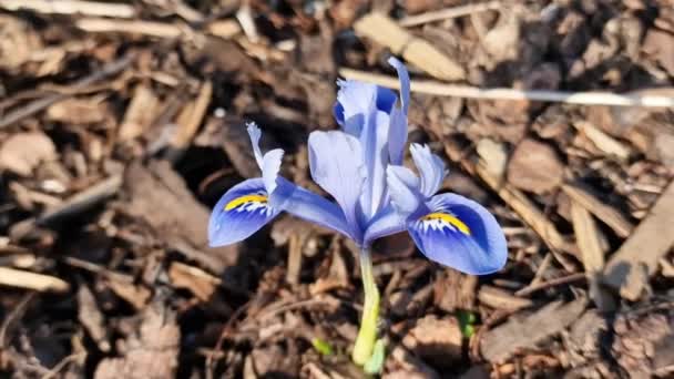 Iris Reticulata Alida Ένα Ανοιξιάτικο Φυτό Ανθοφορίας Βολβών Ένα Μπλε — Αρχείο Βίντεο