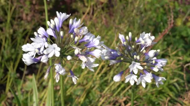 アフリカユリとして一般的に知られている青い白い春の花を持つ夏の開花植物であるAgapanthus Africanus Twister ストックビデオ映像クリップ — ストック動画