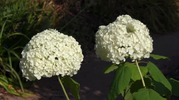 Hydrangea Arborescens Annabelle Літня Осіння Квіткова Рослина Білою Літньою Квіткою — стокове відео