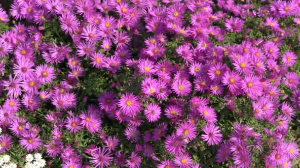 Aster Novi Belgii Dandy Uma Magenta Rosa Herbácea Verão Outono — Vídeo de Stock