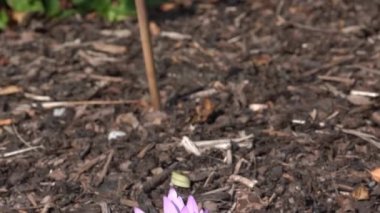 Colchicum Autumnale 'Waterlily' sonbahar sonbaharı çiçek soğanı, Crocus olarak da bilinir, stok video klibi