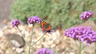 Tortoiseshell butterfly (Aglais urticae ) feeding on a purple verbena bonariensis flower plant with wings outstretched before flying away, macro close up, stock video footage clip