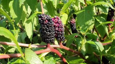 Phytolacca americana a summer autumn flowering plant with red black berries in the fall and white pink summertime flower commonly known as American pokeweed in the USA, stock video footage clip