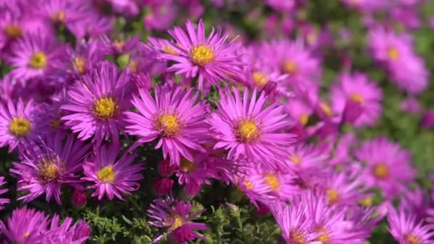Aster Novi Belgii Dandy Eine Magentarote Krautige Sommerblumenpflanze Die Allgemein — Stockvideo