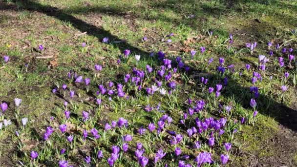 Crocus Springtime Flowering Plant Which Has Purple Flower Spring Season — Wideo stockowe