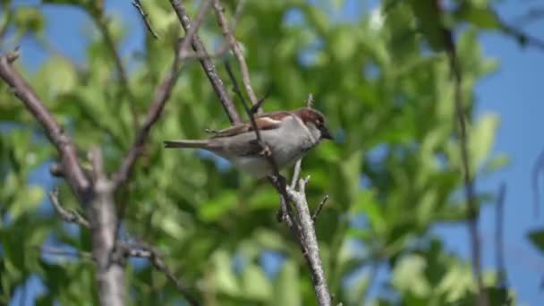 Hedge Sparrow Dunnock Prunella Modularis Bird Perched Tree Branch Which — Stockvideo