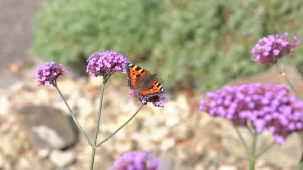 Tortoiseshell Butterfly Aglais Urticae Feeding Purple Verbena Bonariensis Flower Plant — Stock videók