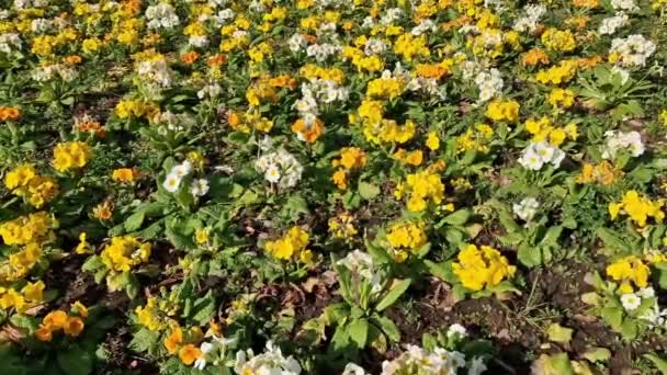 Springtime Flower Bed Primrose Primula Plants Public Park Produce Yellow — Vídeo de Stock