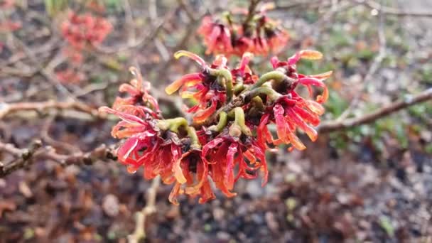 Hamamelis Intermedia Diane Witch Hazel Winter Spring Flowering Shrub Plant — ストック動画
