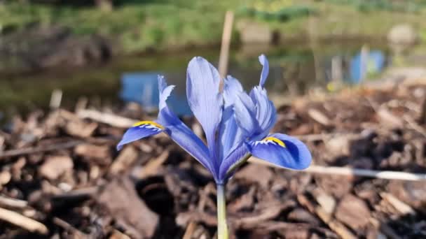 Iris Reticulata Alida Spring Winter Bulbous Flowering Plant Blue Yellow — Wideo stockowe