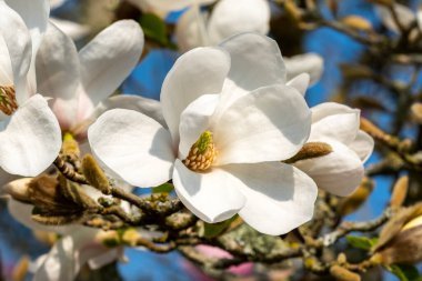 Magnolia Kobus 'Norman Gould' bahar çiçekli bir ağaç çalısı beyaz bir bahar çiçeği, stok fotoğrafı                               