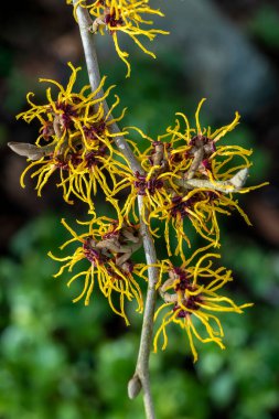 Hamamelis Mollis (cadı fındığı) bir kış baharı çiçekli ağaç çalısı. Baharın son derece güzel kokulu sarı çiçekleri ve çiçek açtığında yaprakları yok.                               