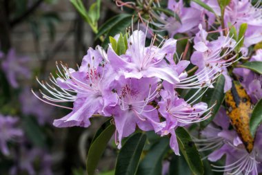 Rhododendron yunnanensis Pembesi, bahar sonlarında çiçek açan bir çalılık bitkisine Yunnan rhododendron olarak da bilinen pembe bir bahar çiçeği yerleştirdi.                               