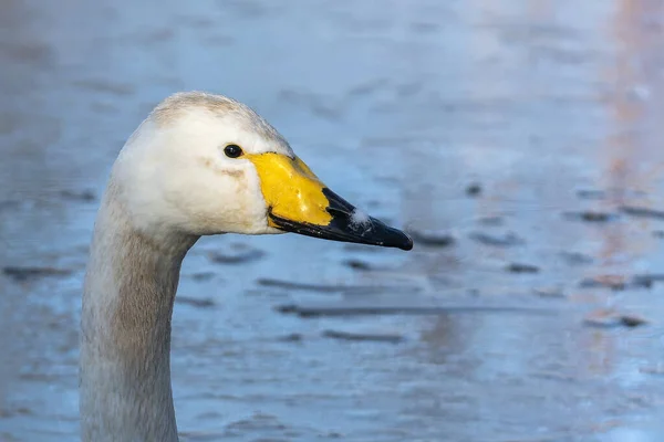 Whooper Swan Cygnus Cygnus Neck Which Large White Common Waterfowl — стоковое фото